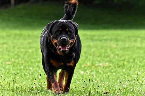 How Long Do Rottweilers Live