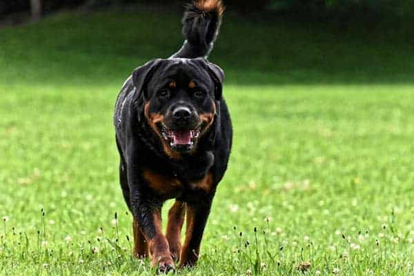 Long Haired Rottweiler