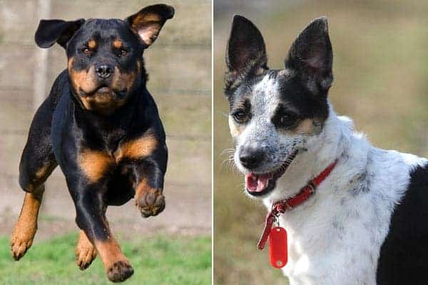 Rat Terrier Rottweiler Mix: Rare but Desirable Cross