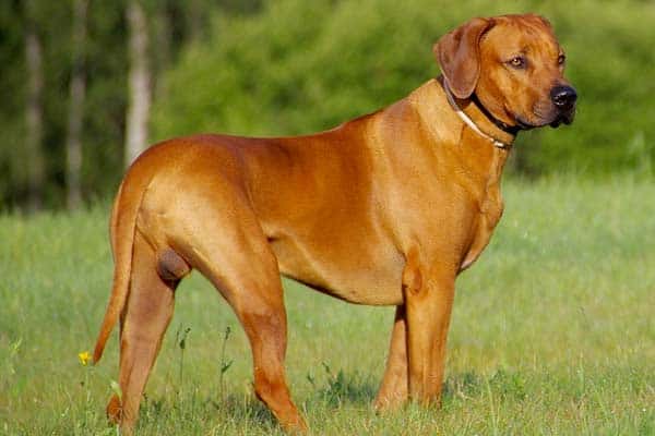 Rhodesian Ridgeback