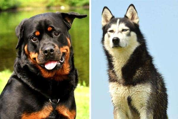 Rottweiler Husky Mix