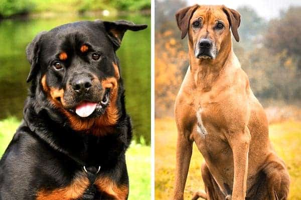 Rottweiler Rhodesian Ridgeback Mix