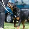 Are Rottweilers Easy to Train