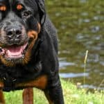 Are Rottweilers Good Dogs