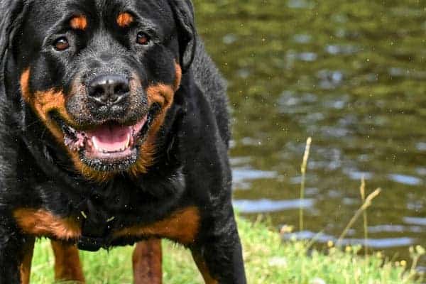 Are Rottweilers Good Dogs