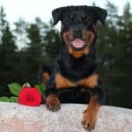 Are Rottweilers Good Family Dogs