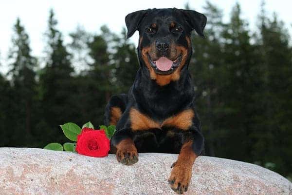 Are Rottweilers Good Family Dogs?