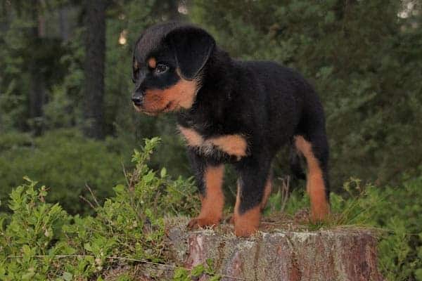 Are Rottweilers Hypoallergenic