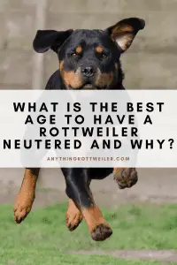 Best Age to Have a Rottweiler Neutered