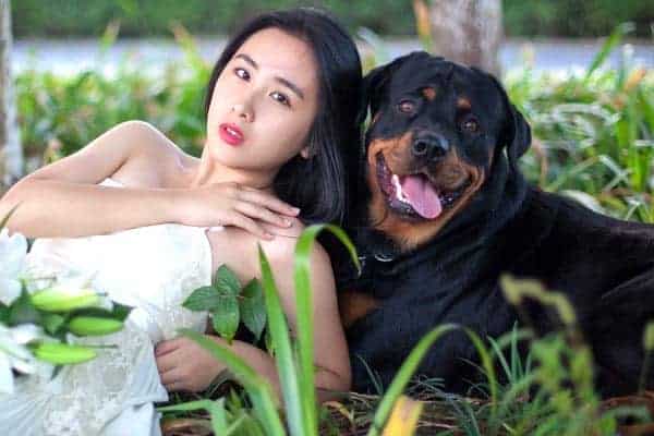 Are Rottweilers a Good Choice for Service Dogs for All Needs?