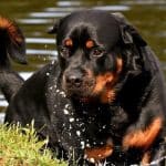 Can Rottweilers Swim