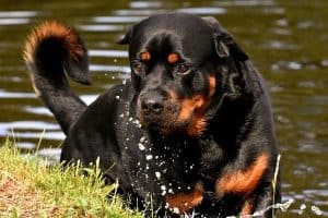 Can Rottweilers Swim