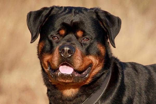 Do Rottweilers Have Lockjaw – Can You Stop Biting Behavior?