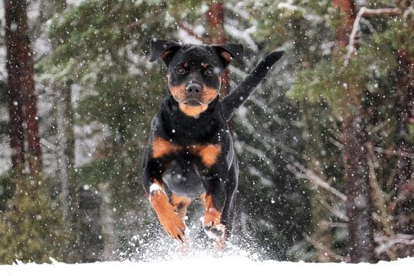 How Cold is Too Cold for a Rottweiler
