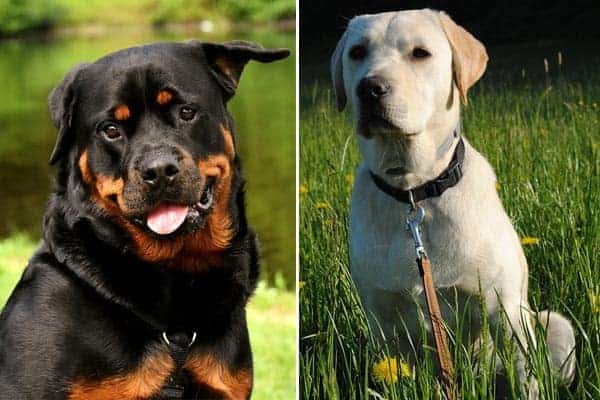 Rottweiler Labrador Mix