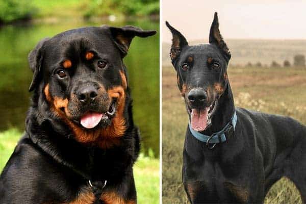 Rottweiler Vs Doberman