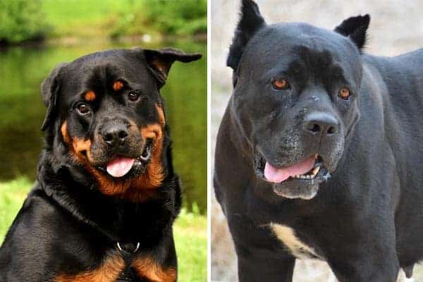 Rottweiler vs Cane Corso