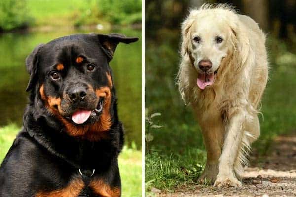 Rottweiler vs Golden Retriever