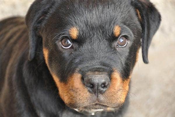 What Age do Rottweilers Get Aggressive