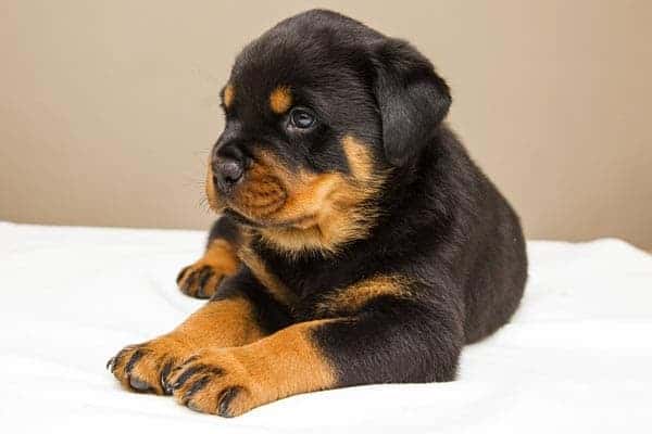 When Do Rottweilers Stop Growing