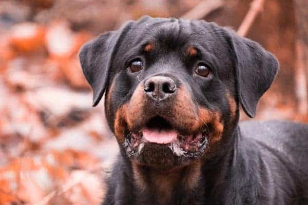 When to neuter a Rottsweiler