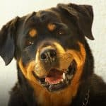 can rottweilers be left alone