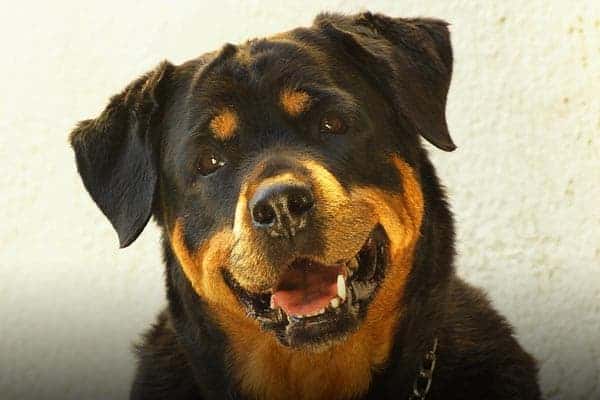 can rottweilers be left alone