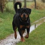 do rottweilers turn on their owners