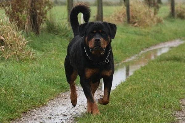 do rottweilers turn on their owners