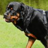 how long do rottweilers stay in heat