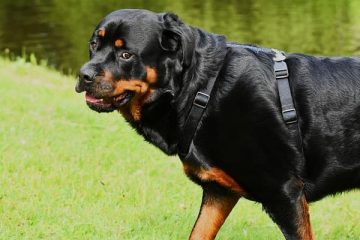 how long do rottweilers stay in heat