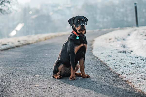 Rottweiler Dog