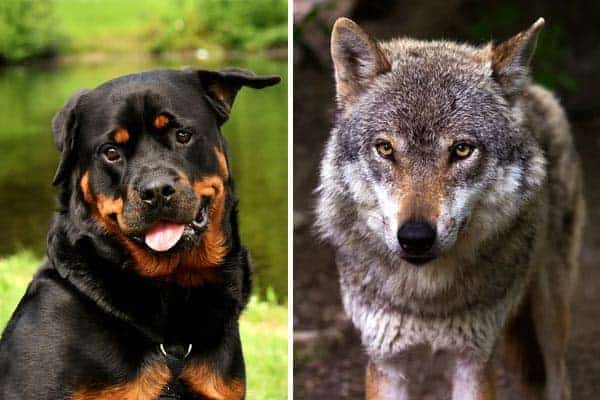 rottweiler vs wolf