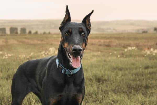 All Black Doberman