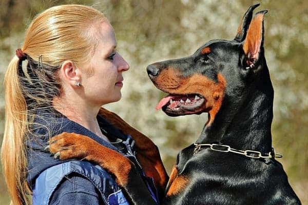 Is a Doberman a Good Dog for Providing Family Protection?