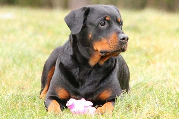 Are Rottweilers Bully Breeds