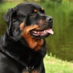 Are Rottweilers Loyal