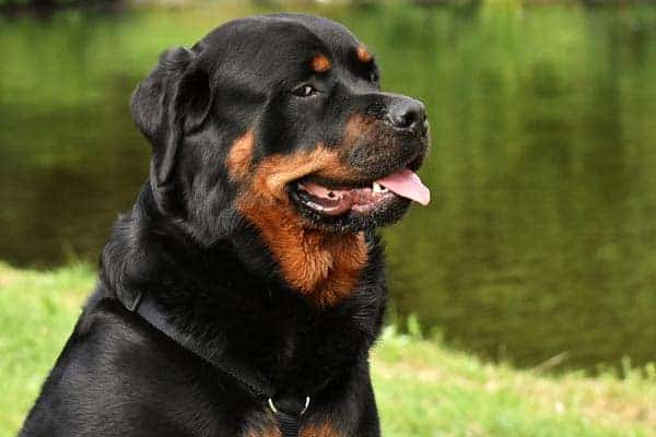 Are Rottweilers Loyal