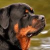Are Rottweilers smart