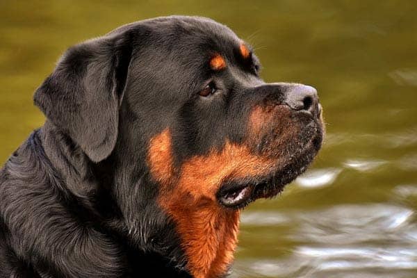 Are Rottweilers smart