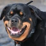 Can Rottweilers Eat Bananas