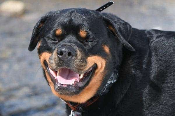 Can Rottweilers Eat Bananas?