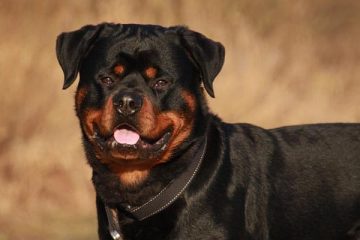 Can Rottweilers Eat Raw Meat