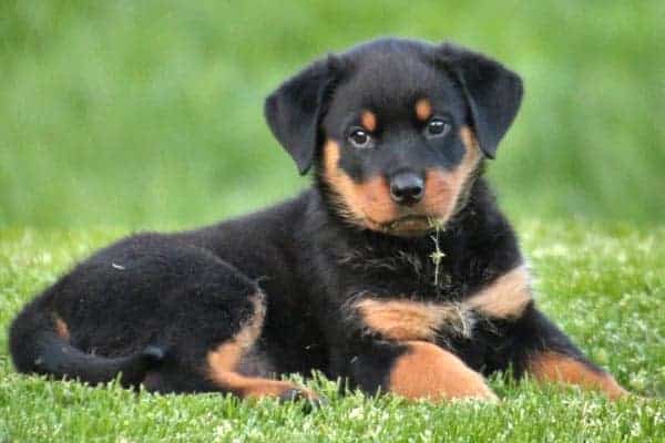 Can Rottweilers Eat Strawberries?