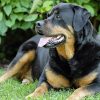 Can Rottweilers Live in Apartments
