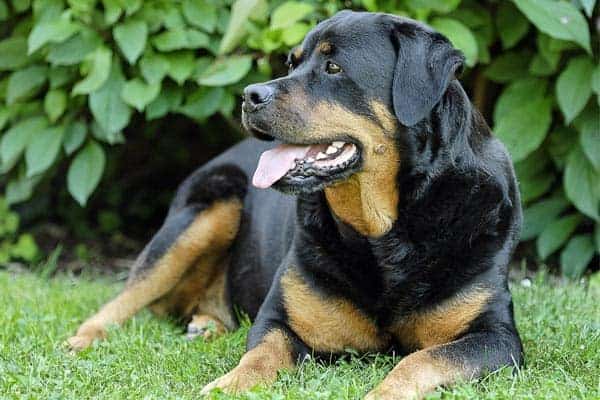 Can Rottweilers Live in Apartments