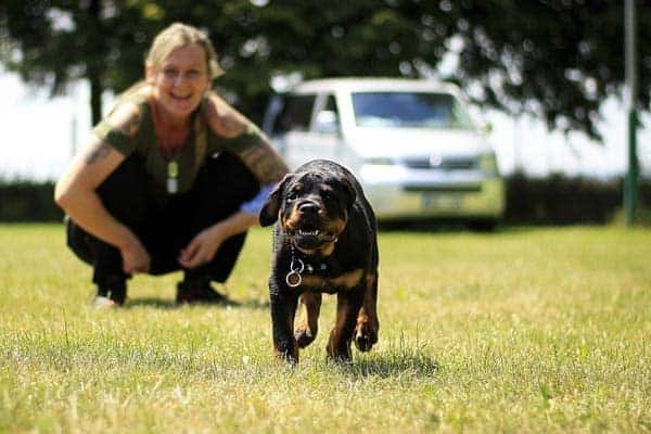 Do Rottweilers Bond with One Person?