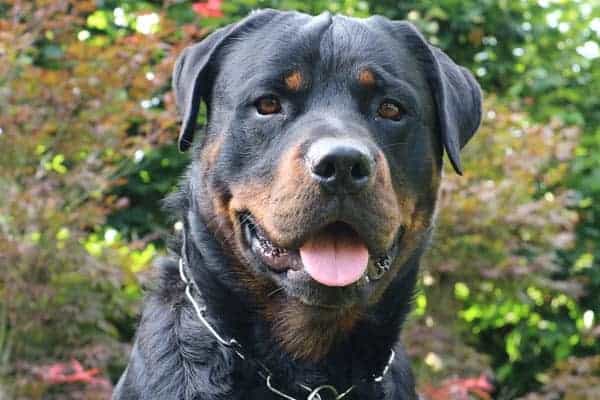 Do Rottweilers Drool: Yes and No and Here Is Why