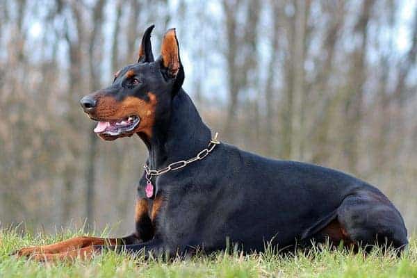 What is the Typical Doberman Price and What Are Annual Costs?