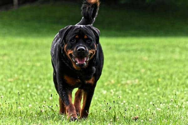 German Rottweiler vs American Rottweiler